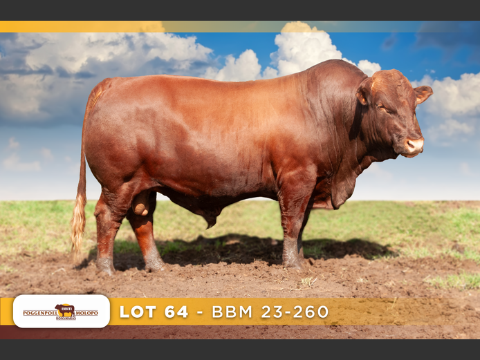 BBM 230260