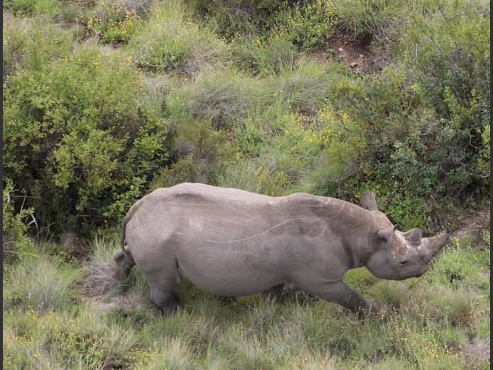 Black Rhino Bull - Diceros bicornis bicornis