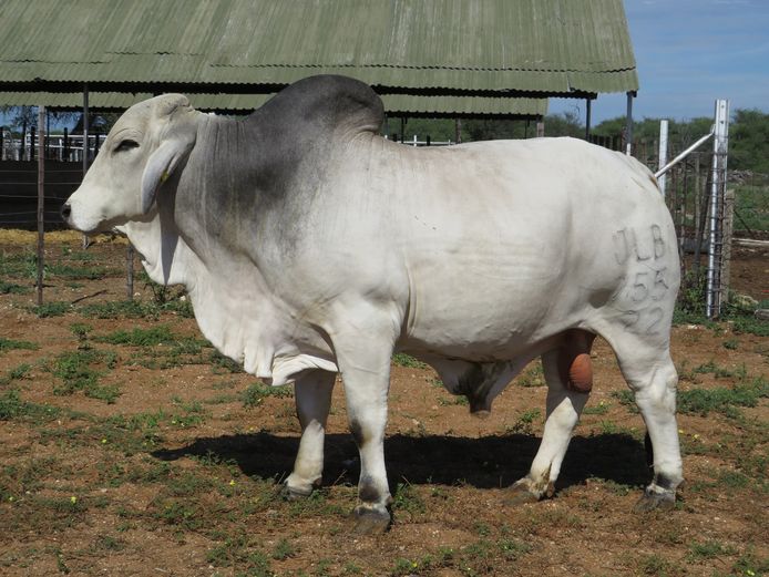 22-0755JLB | JLB BRAHMAN