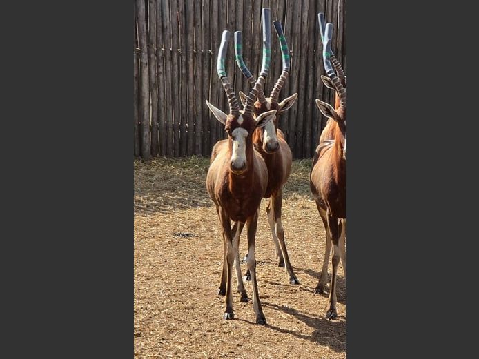 BLESBOK (3 x tape) | HIGHLAND