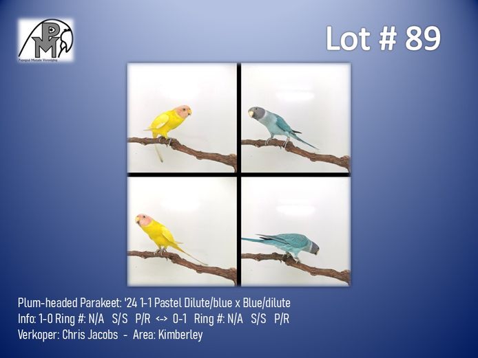 1-1 '24 Plum-headed Parakeet: Pastel Dilute/blue x Blue/dilute - Chris Jacobs