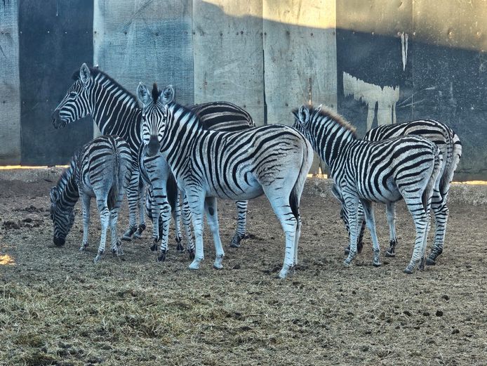 ZEBRA | ZEBULA