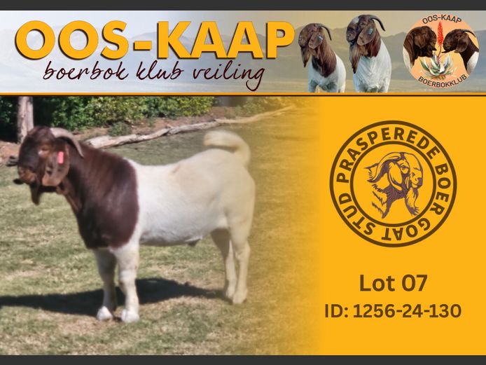 24-130 | Prasperede Boerbok Stoet