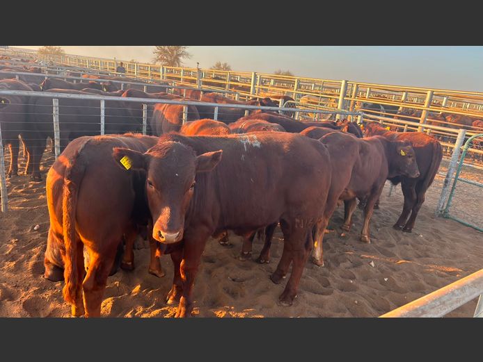 AGRA MARIENTAL WEANER AUCTION