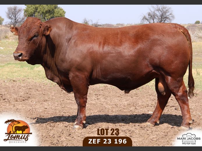 ZEF230196 HH(c) | LAMUS BONSMARA