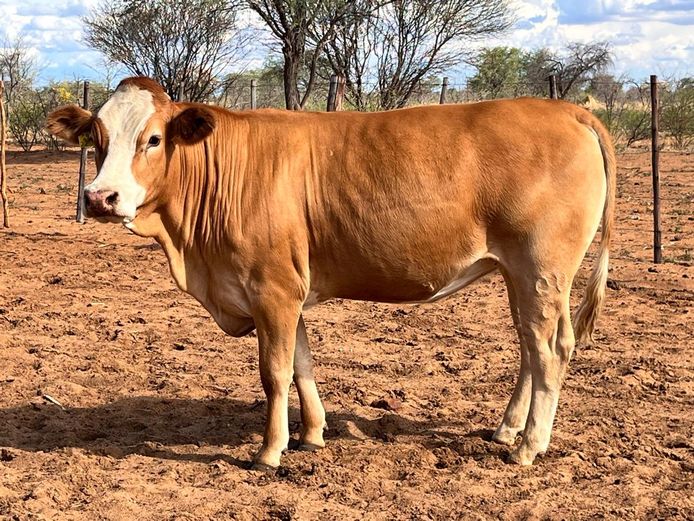 Lot 37 | UHURU PRODUCTION AUCTION | SwiftVEE | South Africa’s Leading ...