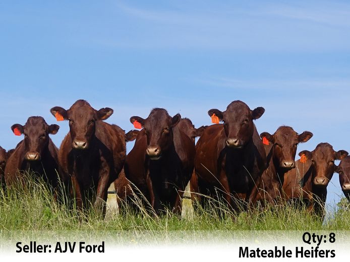 Commercial Animals | AJV Ford