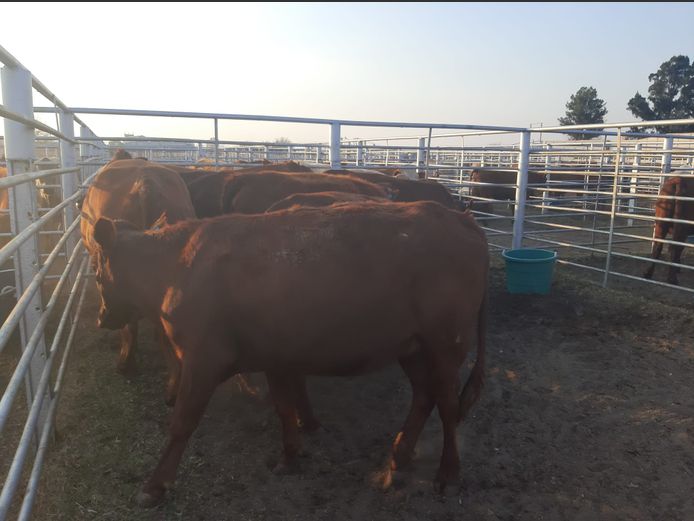 Pregnant Heifers