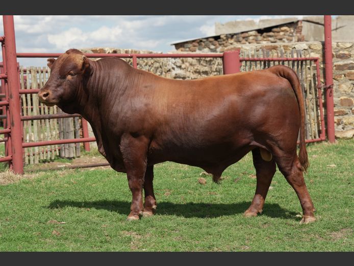 HTC230056 | HENTACOR BONSMARAS