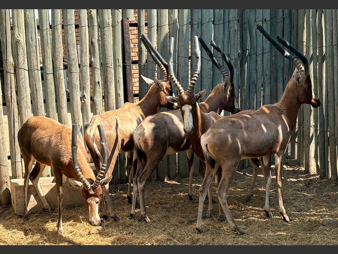 Blesbok Ramme