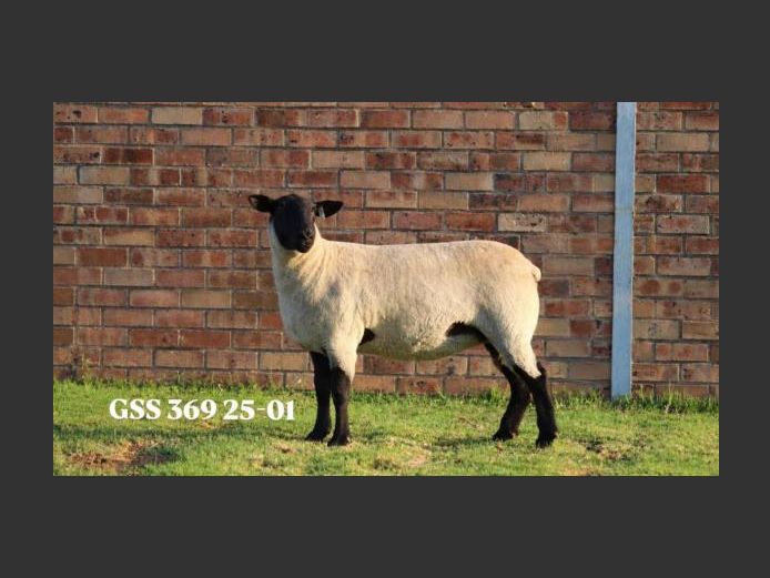 369250001 | GOOSEN SUFFOLK STOET