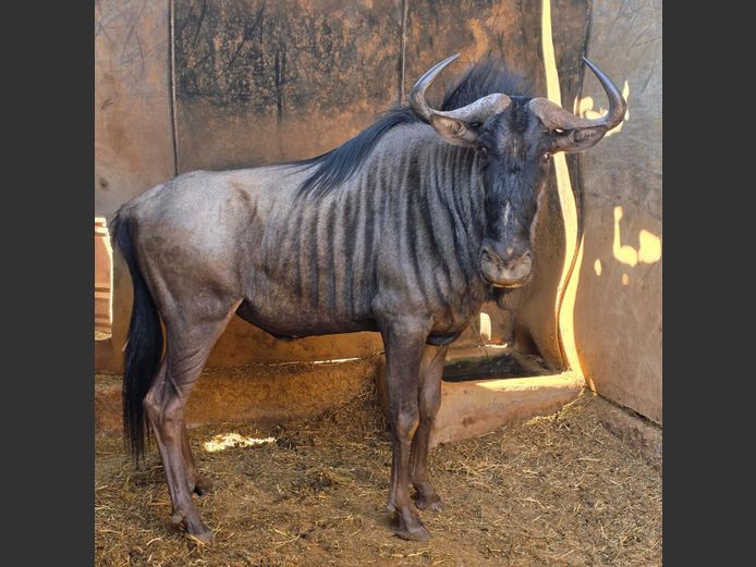 BLOUWILDEBEES | 258 FARMS