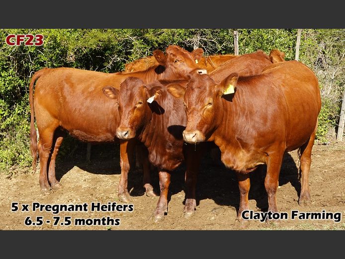 Commercial Females | Clayton Farming