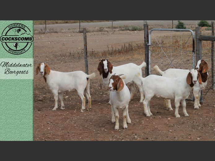 24-157 / 24-337 / 24-167 / 24-339 / 24-320 | Middelwater Boergoats
