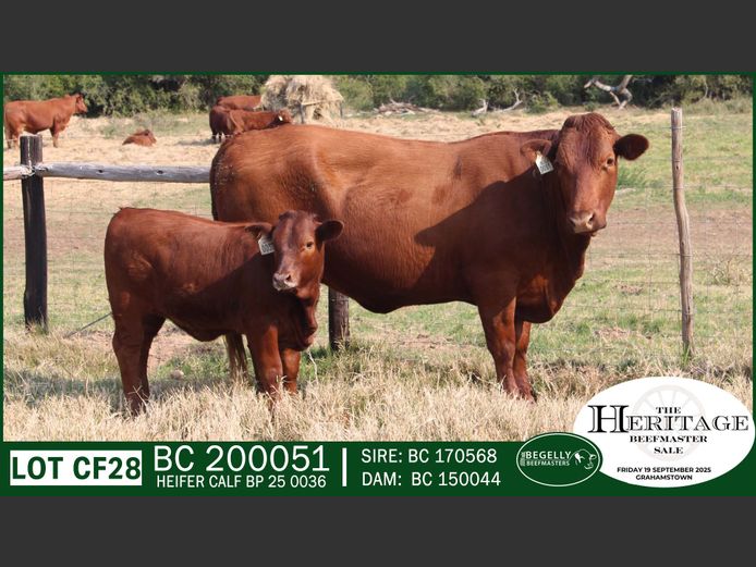 Commercial Animals | Begelly Beefmasters