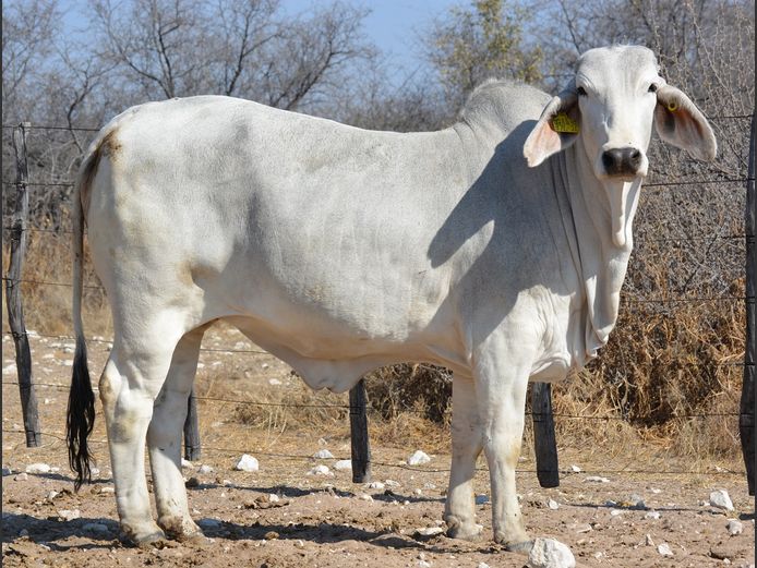 24-0374FK | WANETTA BRAHMANE 