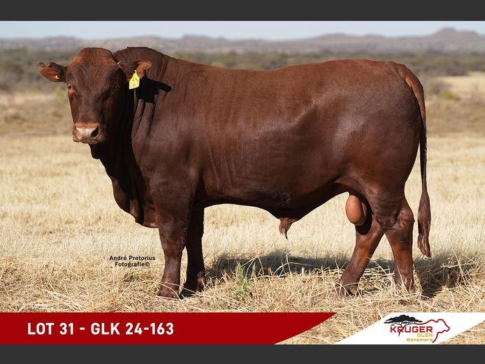 GLK240163 | KRUGER GLEN BONSMARAS