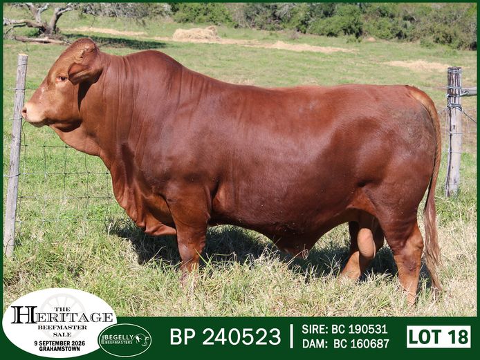 BP 240523 HH | BEGELLY BEEFMASTERS