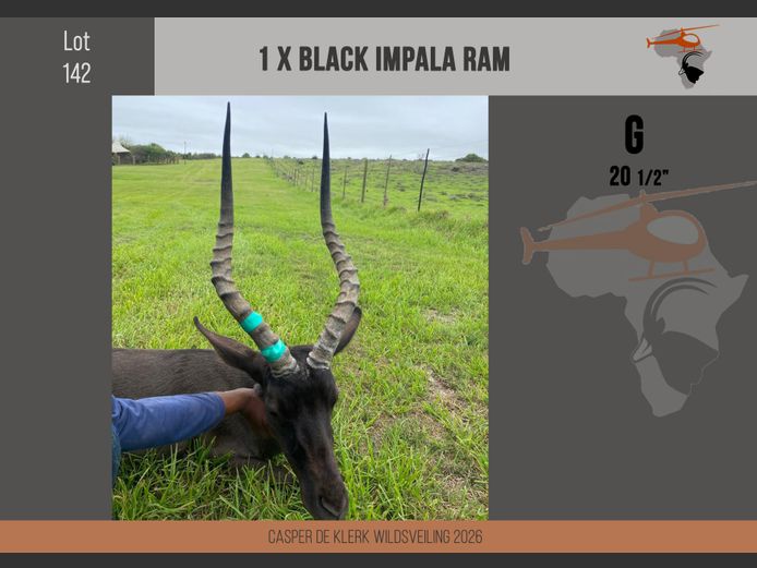 Black Impala (20 1/2")