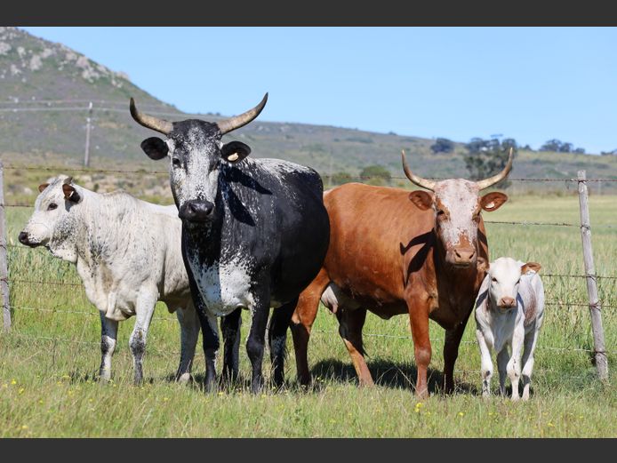 Commercial Animals