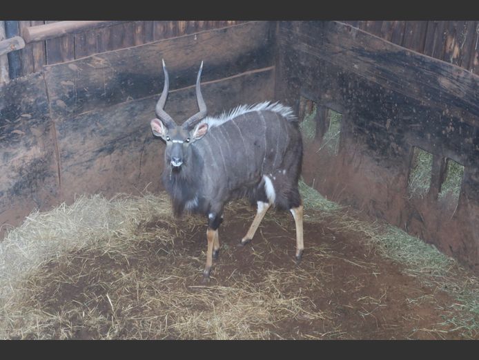 Njala Bul