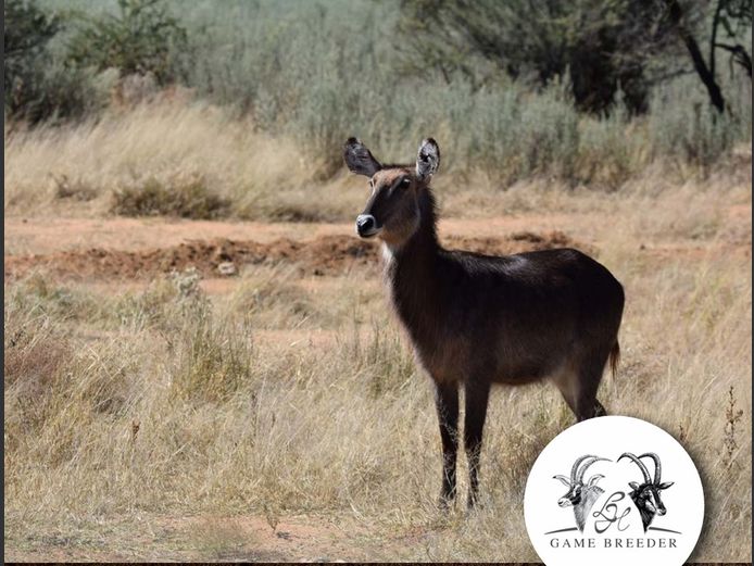 Waterbuck Female | WATERBERG PLATO GAME BREEDERS