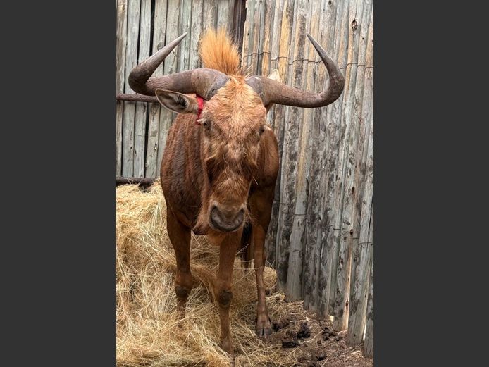 Goue Wildebees Bul