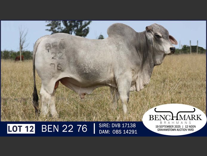 BEN2276 | NO 8 CATTLE COMPANY