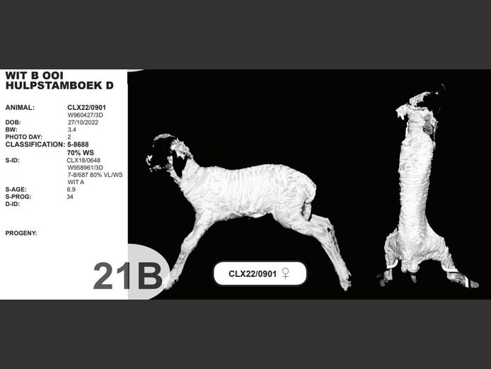 WIT B OOI HULPSTAMBOEK D | CLX22/0901 ♀