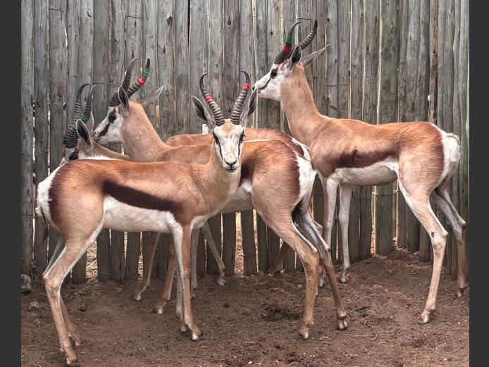 Kalahari Springbok Ram
