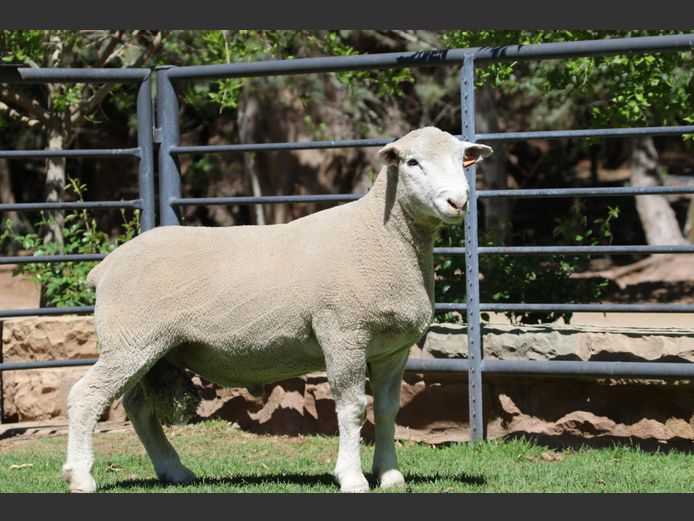 DZ 240359 | 2 STEYNS BOERDERY