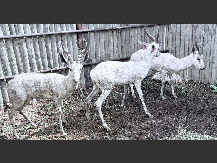 Wit Springbok Ram