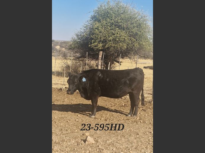 23-0595HD | MECKLENBURG BLACK ANGUS
