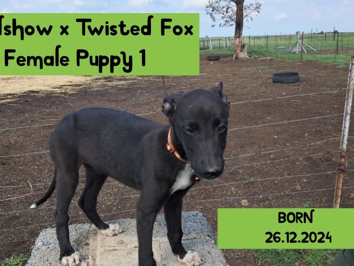 Female Puppy 1 - Roadshow x Twisted fox