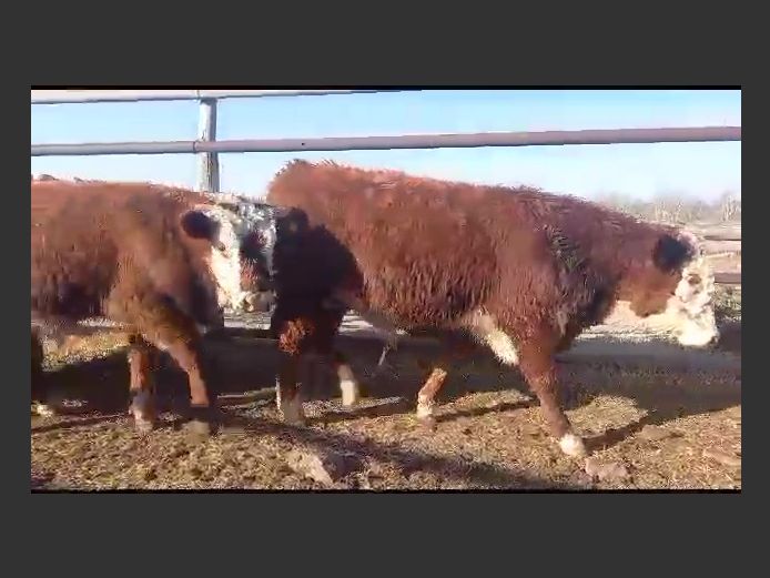 Weaners | Walter Price