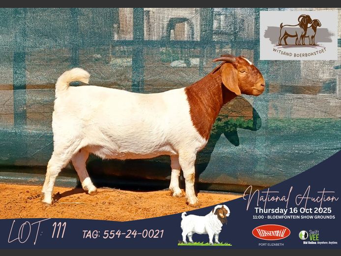 554-24-0021 | Hennie Le Roux (Witsand Boerbokstoet)
