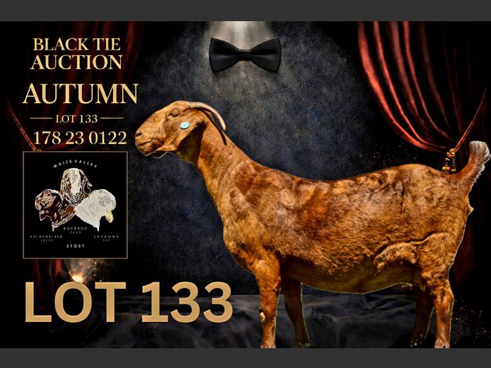 178230122 | Maize Valley Kalahari red stoet