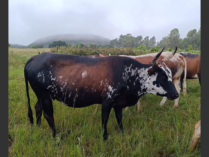 Commercial Animals | DAISIEBOO FARMS (Pty) Ltd