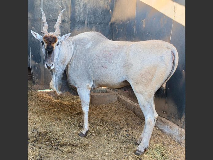 ELAND | IMPISI SAFARIS