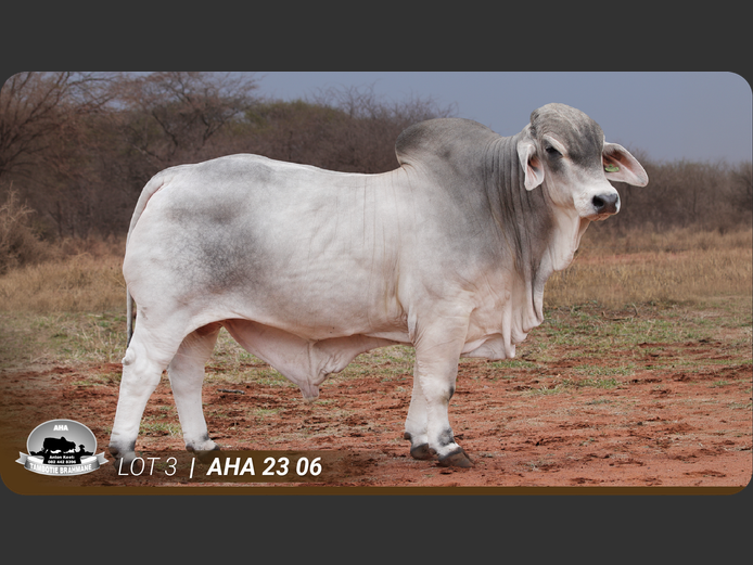 AHA236 | TAMBOTIE BRAHMANE PTY LTD