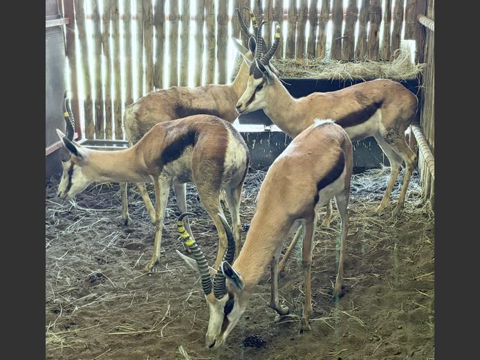 Kalahari Springbok Ram