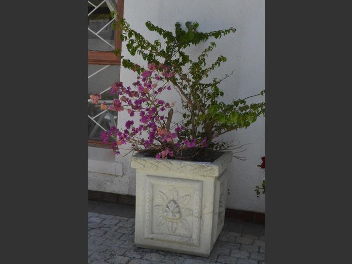 CONCRETE PLANTER WITH BOUGAINVILLEA, 45 x 45 x 45cm
