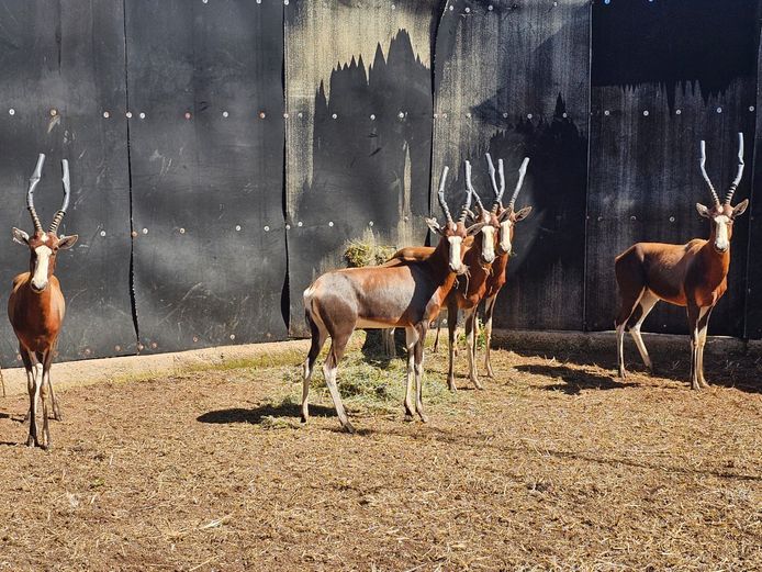 BLESBUCK | HS BODEMER