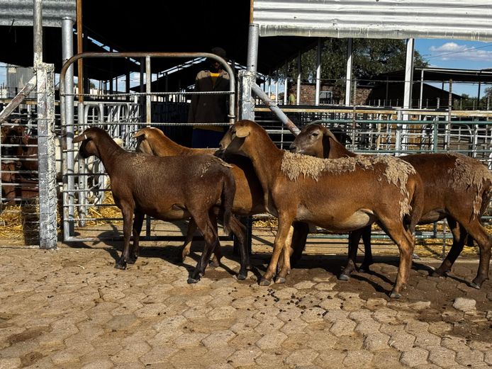 R JACOBS | COMMERCIAL EWES