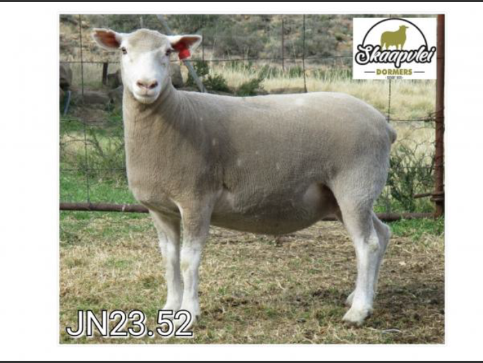 JN 230052 | J.J. NEL & SEUN