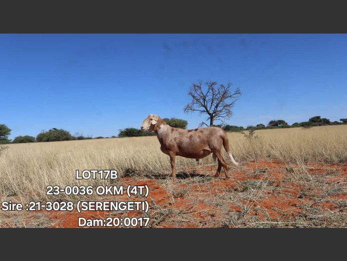 23-0036 OKM | ELVIS TJIHO