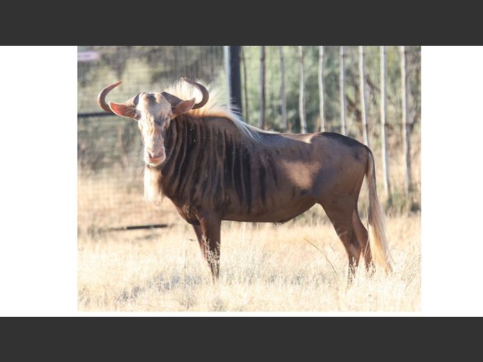 KONING WILDEBEES | AL BADENHORST