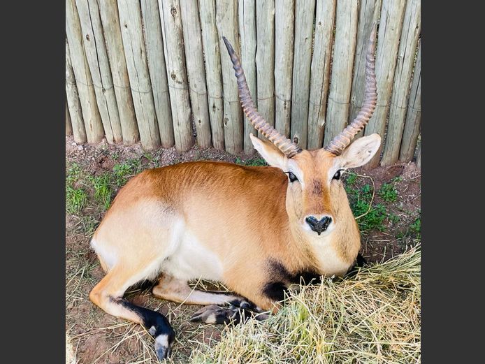 Lechwe