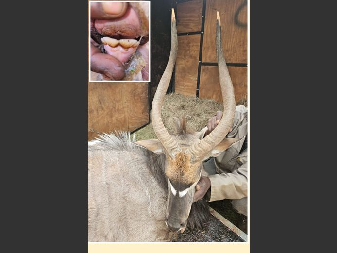 NYALA