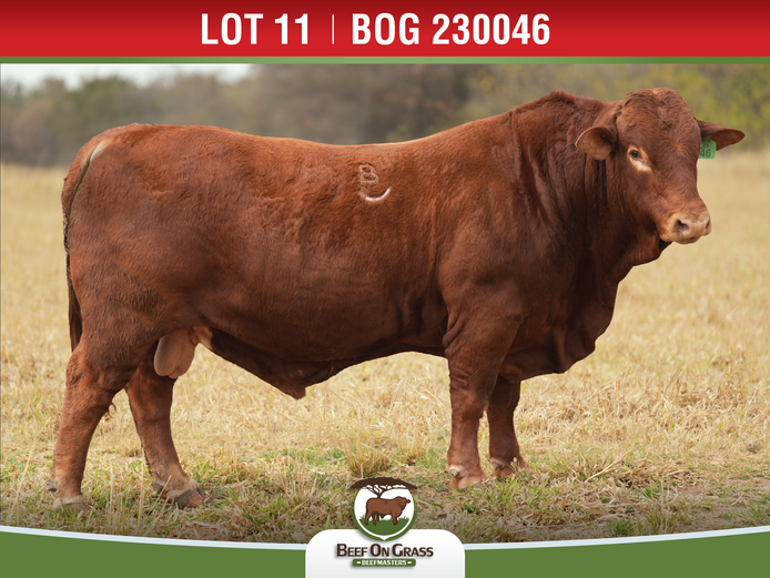 BOG 230046 | BEEF ON GRASS PTY LTD